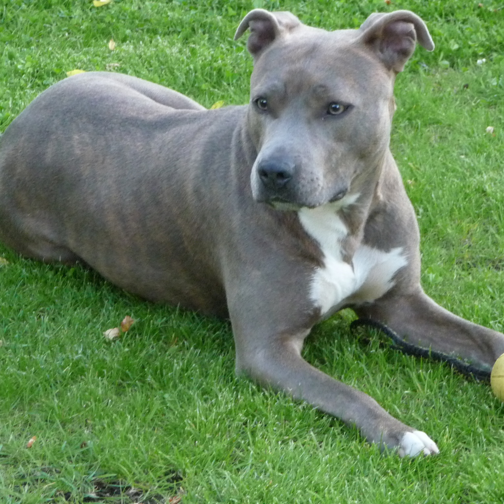 Серый американский стаффордширский терьер