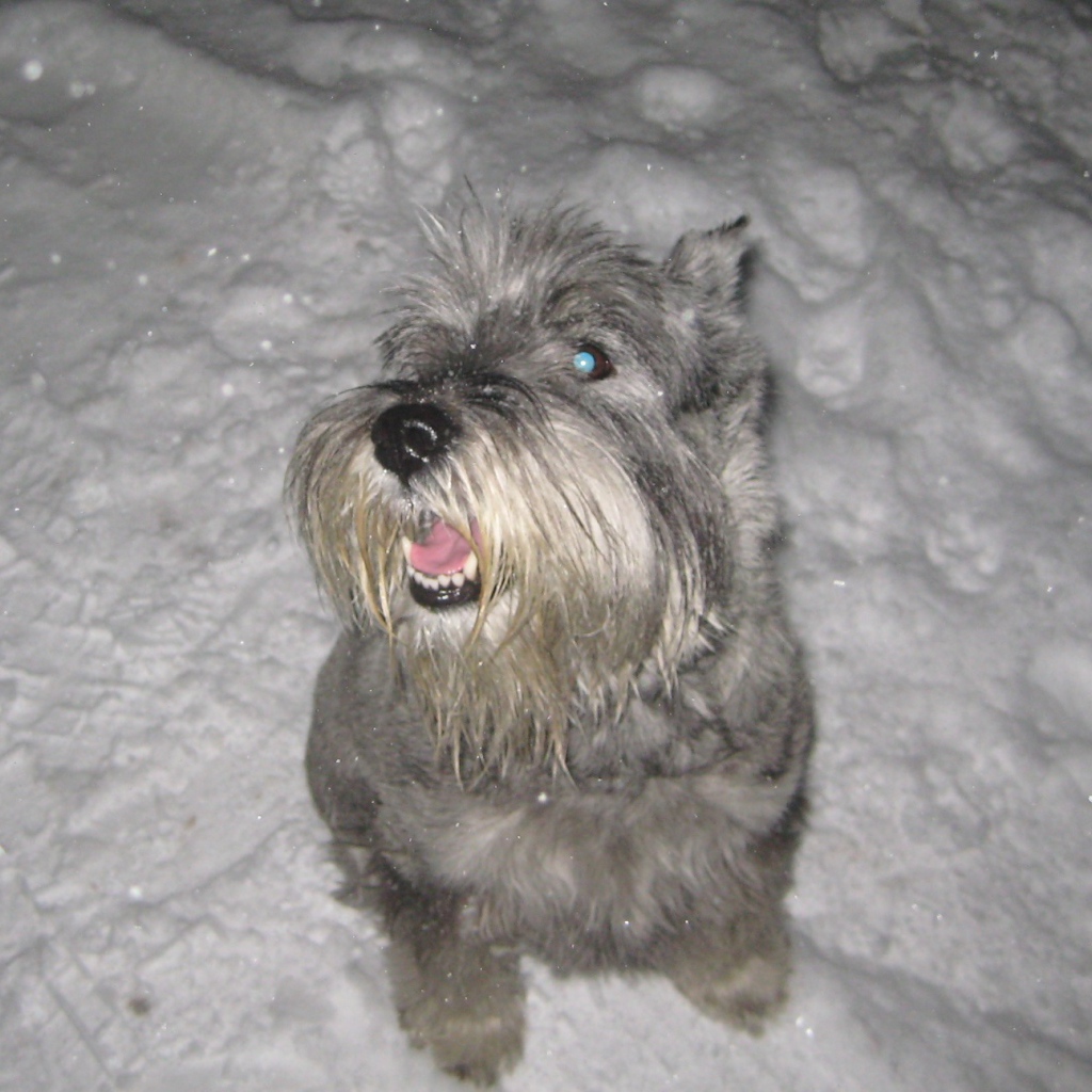 Серый шнауцер в снегу