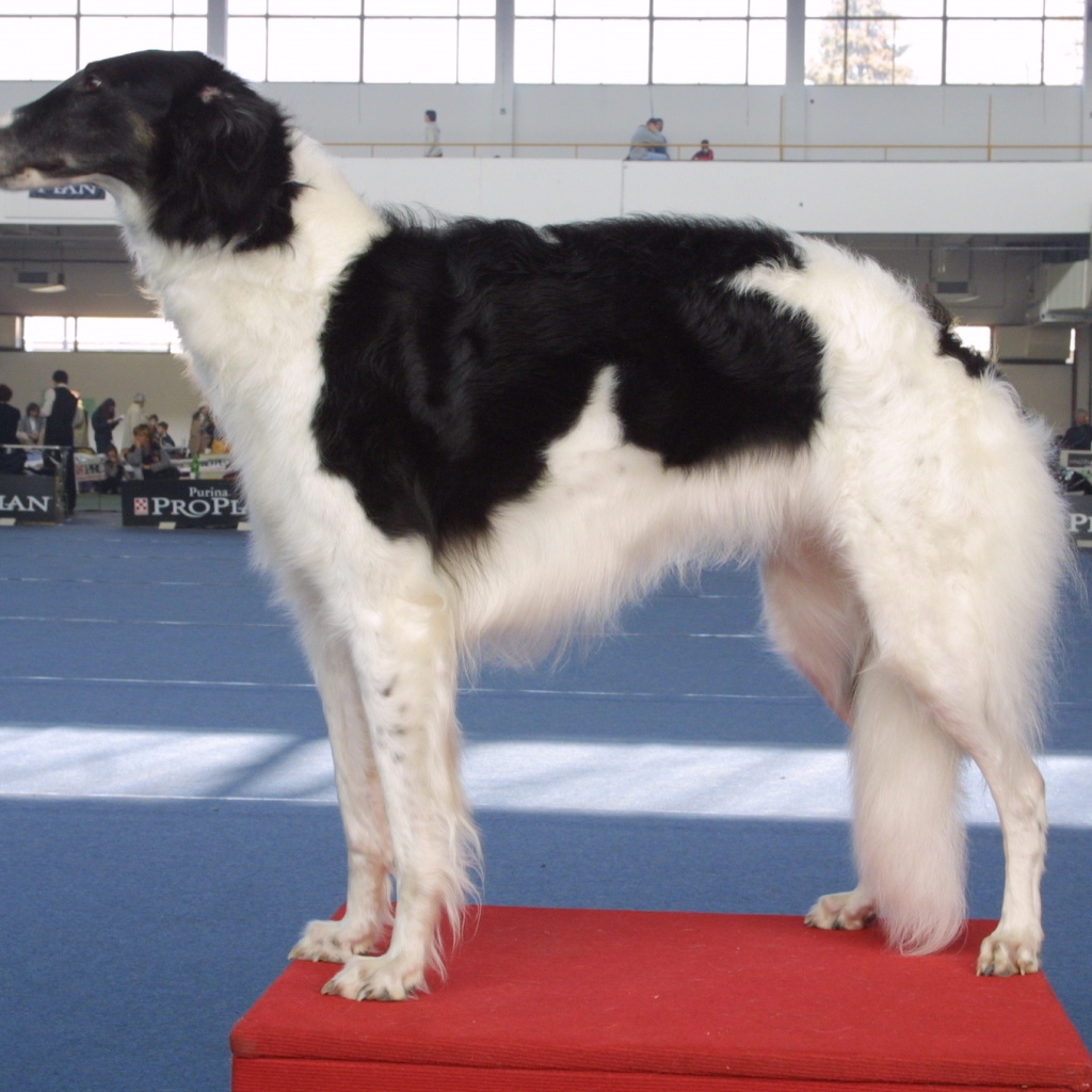 Борзая собака на выставке