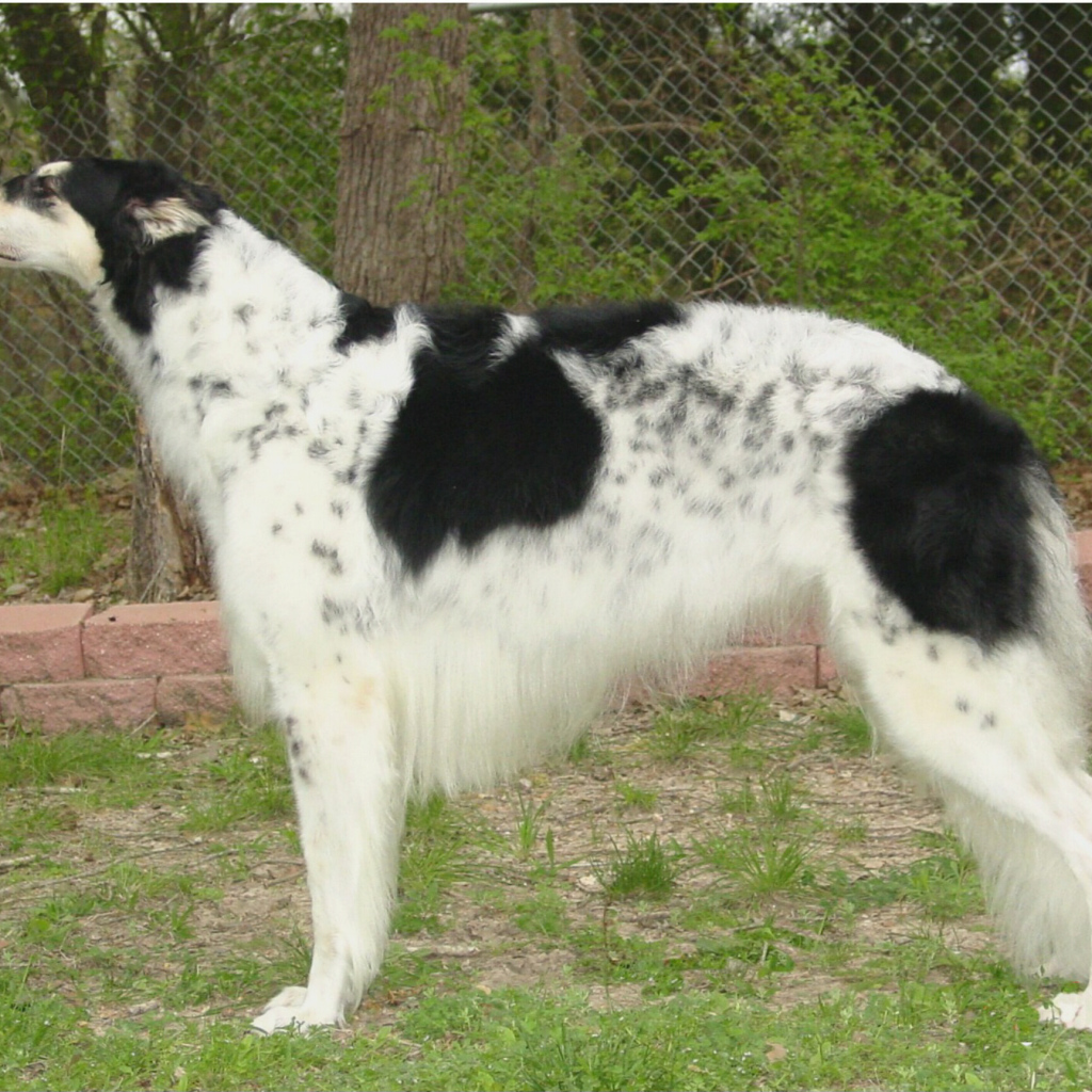 Борзая собака в вольере