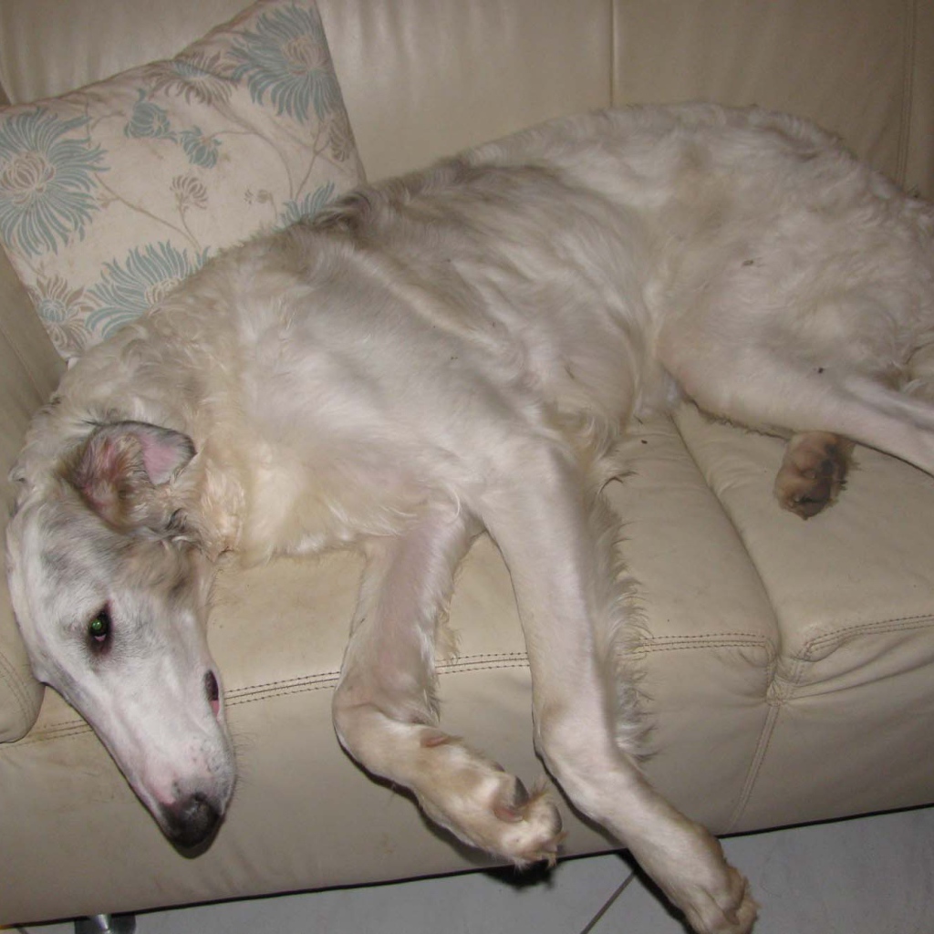 Борзая собака лежит на диване