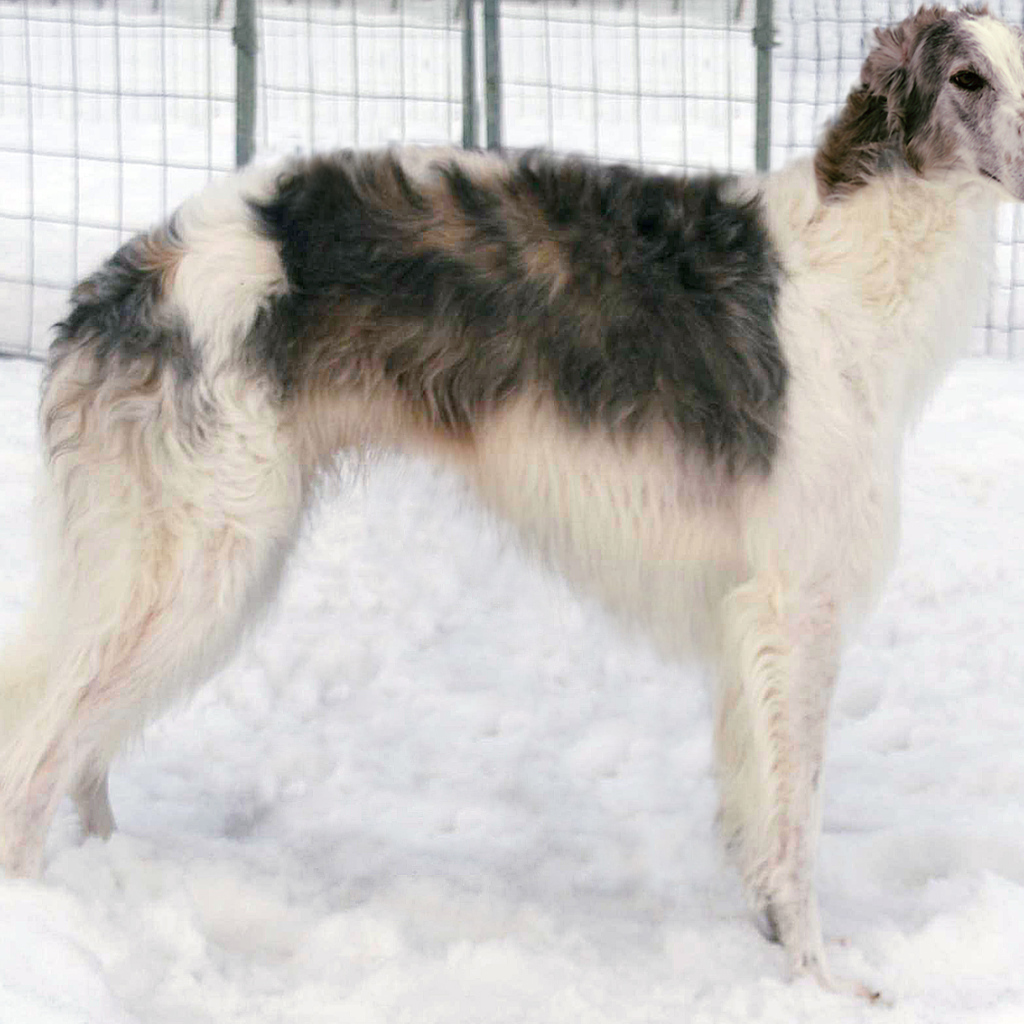 Борзая собака стоит на снегу