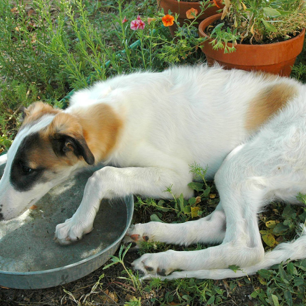 Борзая пьет воду
