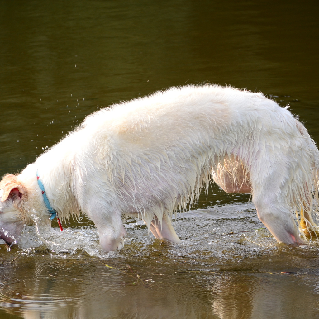 Борзая играет в воде