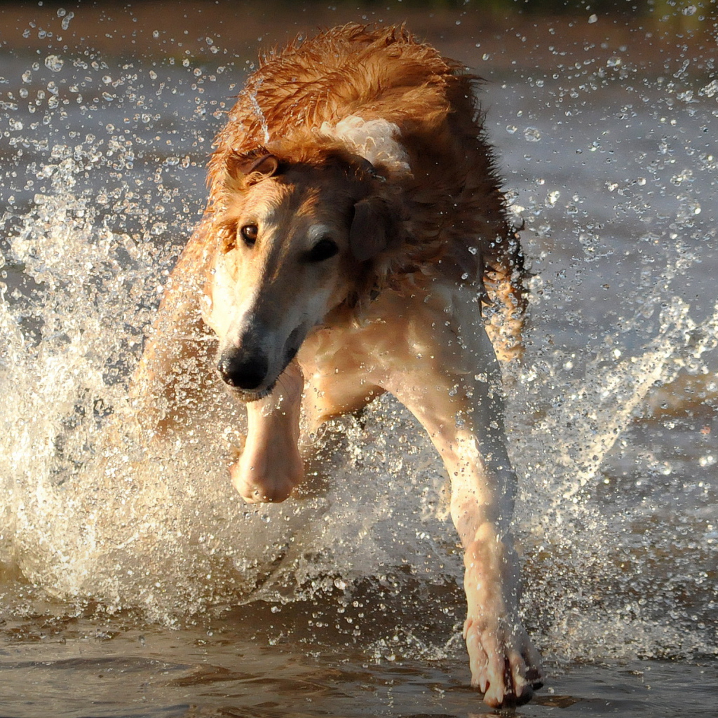 Борзая бежит по воде