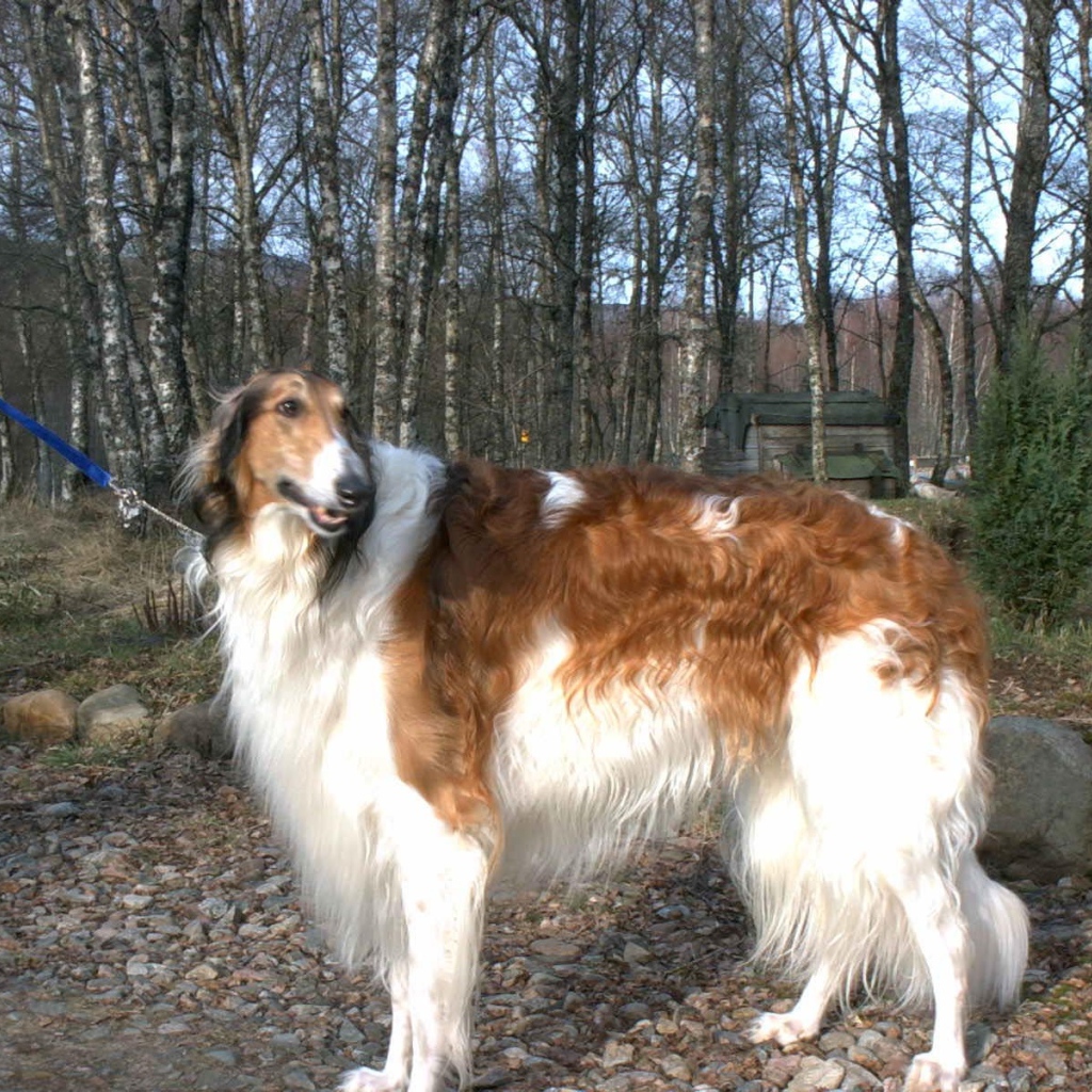 Борзая гуляет на поводке