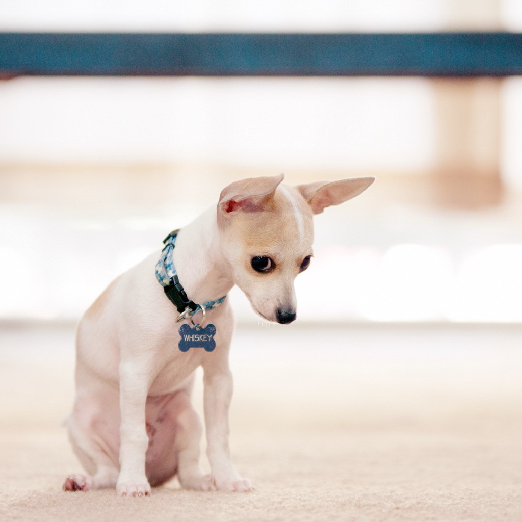 Провинившийся пес чихуахуа