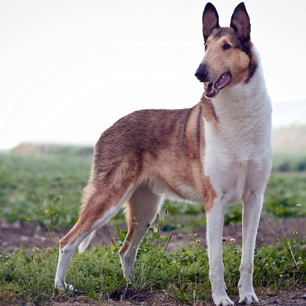 Короткошерстная собака колли