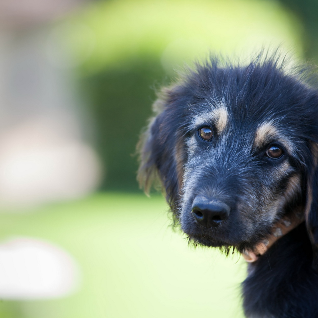 Красивый черный щенок