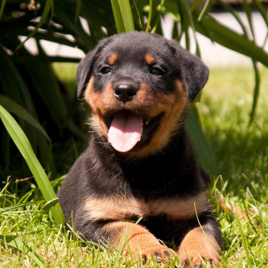 Веселый щенок ротвейлера