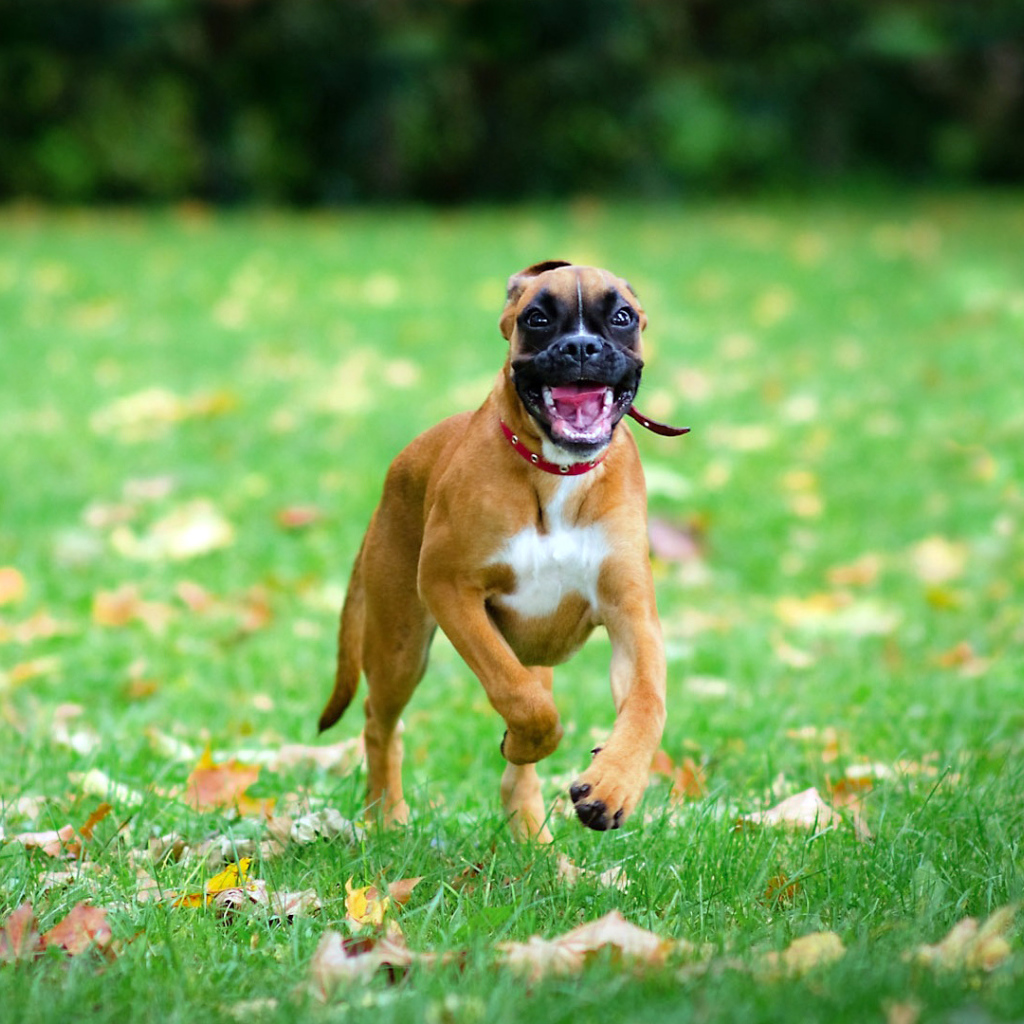 Счастливая собака бежит по траве