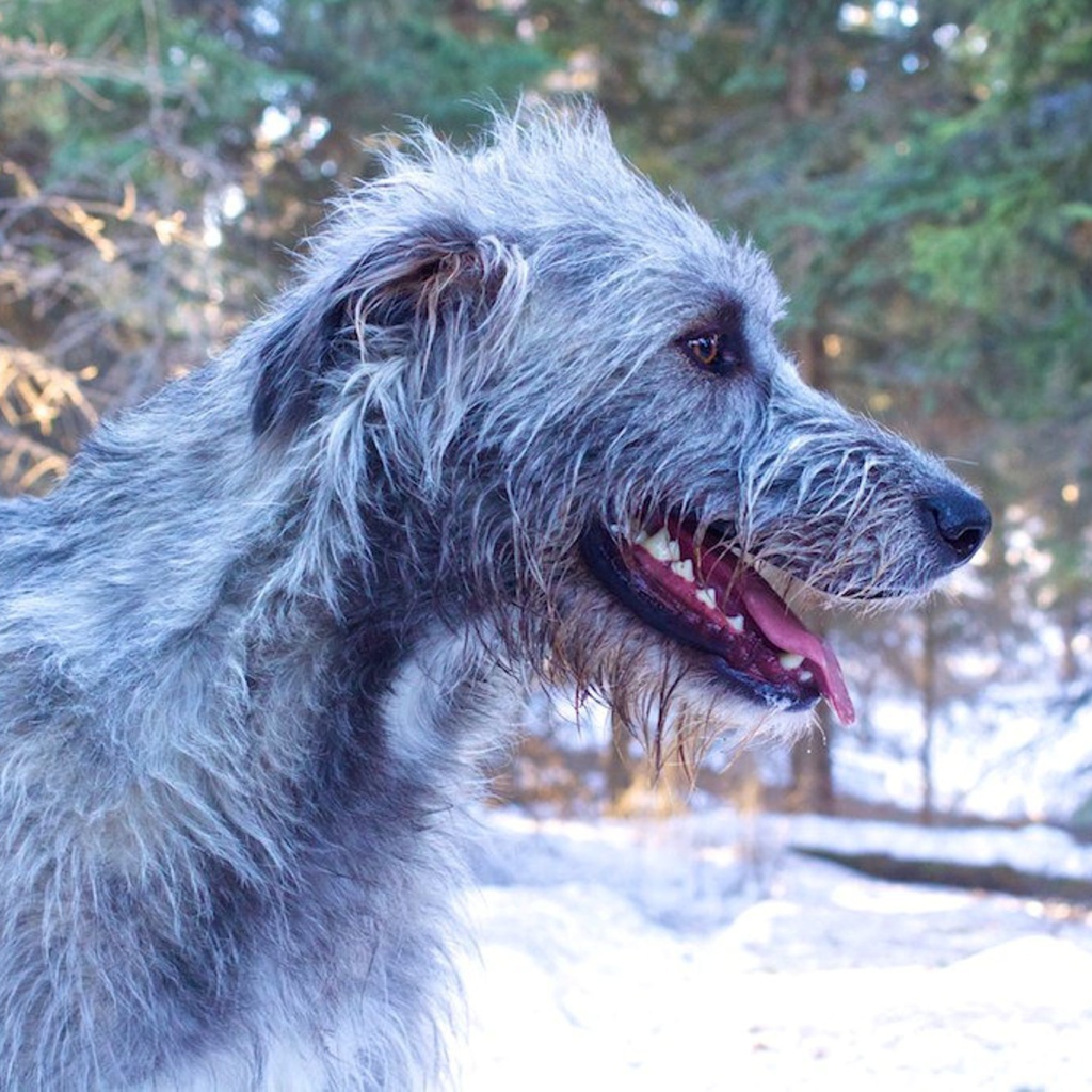 Веселый ирландский волкодав