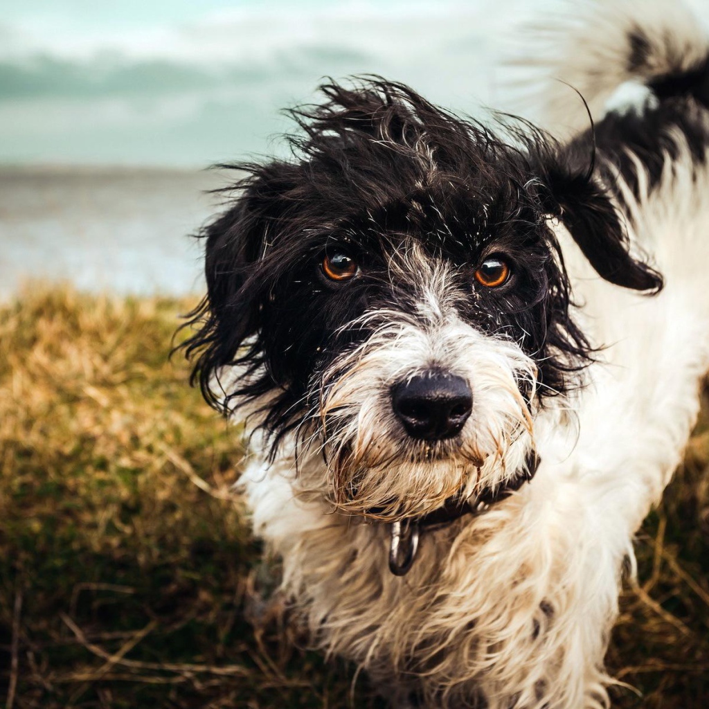 Бездомный пес шитцу