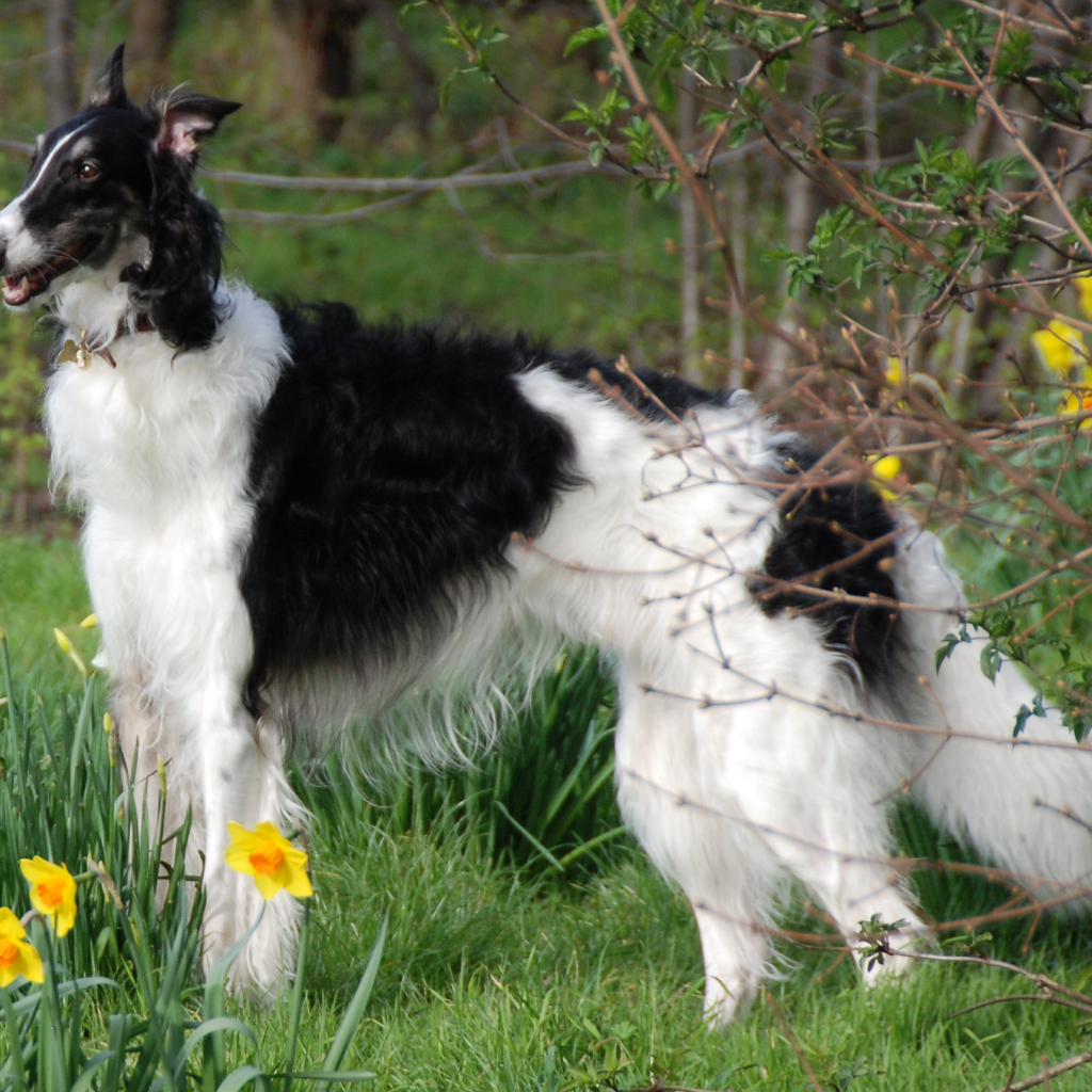 Борзая среди цветов