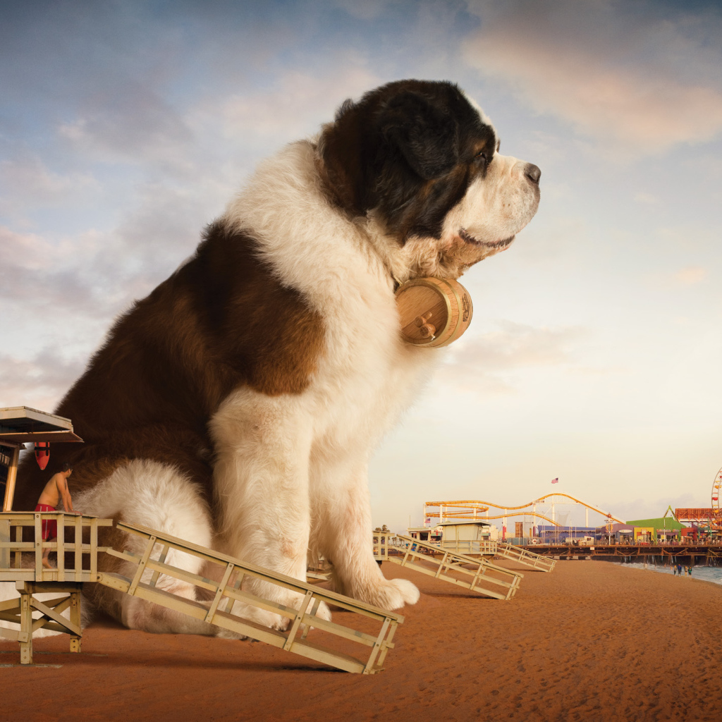 Огромный сенбернар на пляже