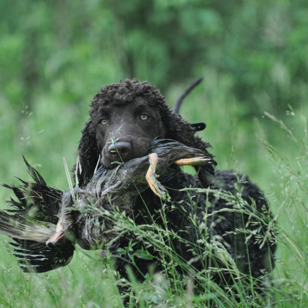 Охотник ирландский водяной спаниель