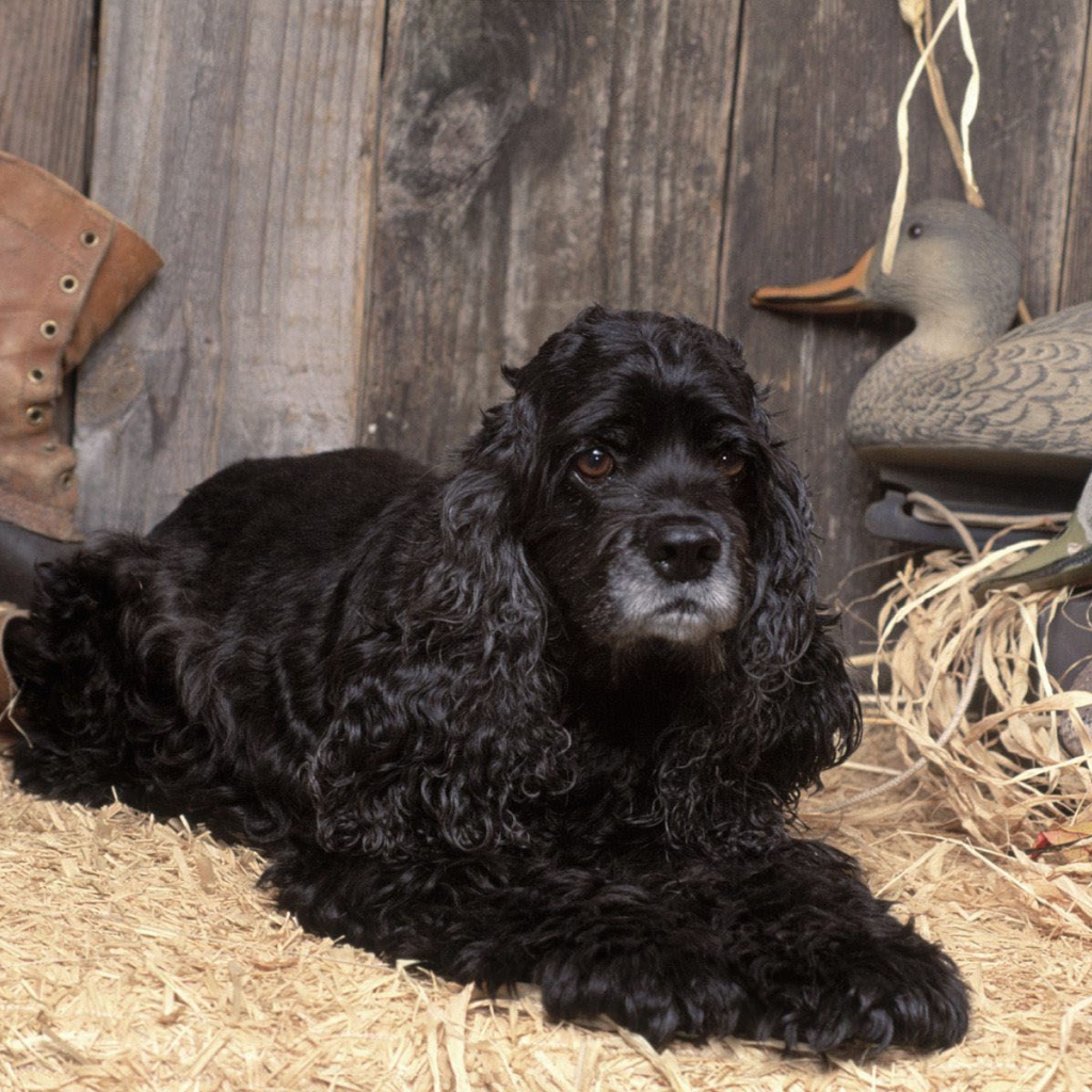 Охотничий спаниель в сарае