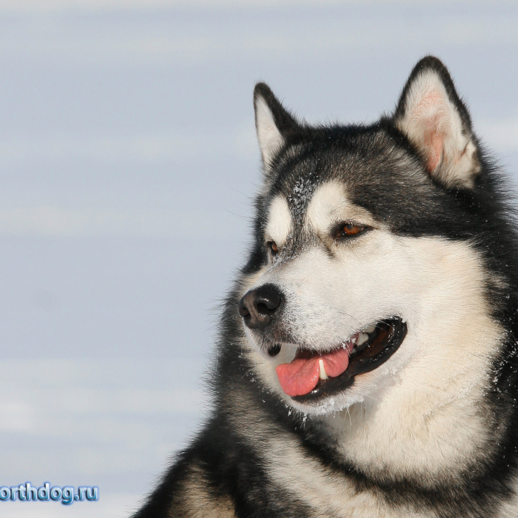 Пес лайка улыбается