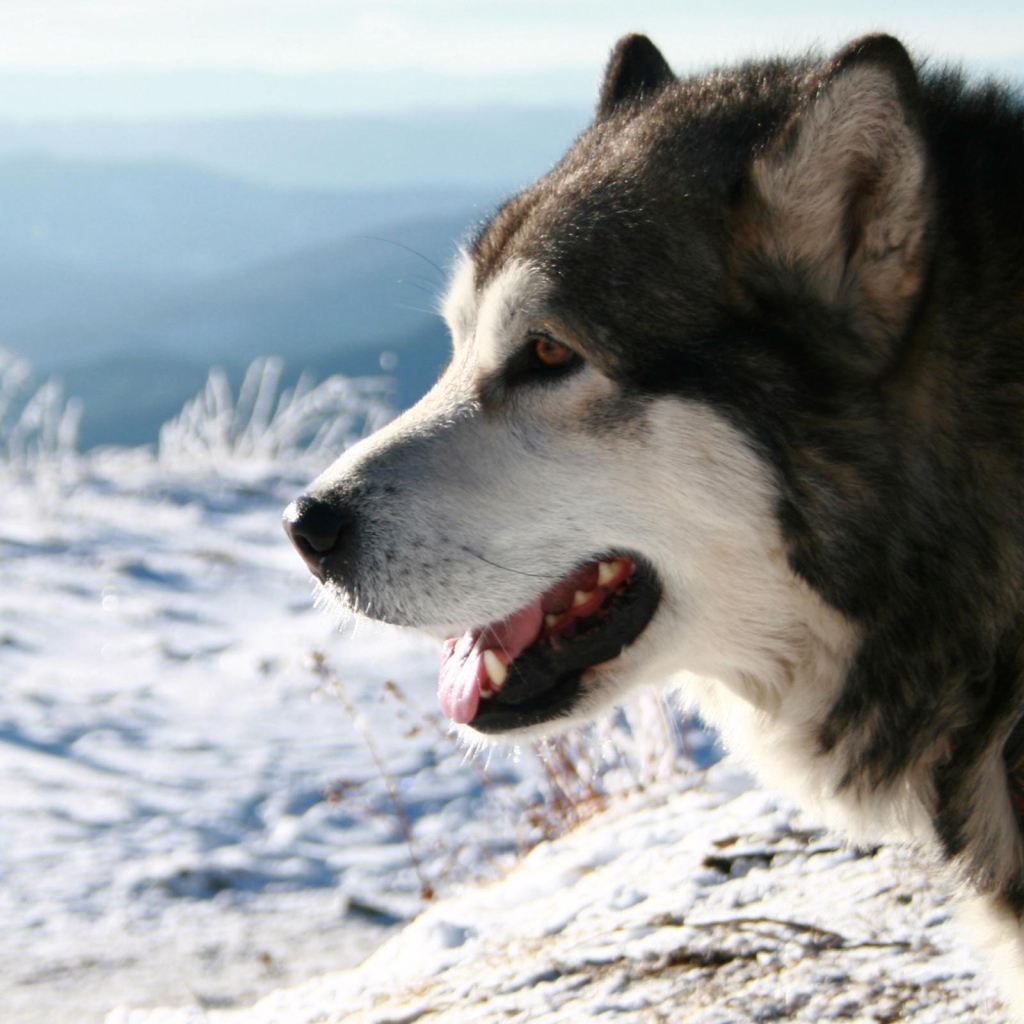 Лайка смотрит на поле