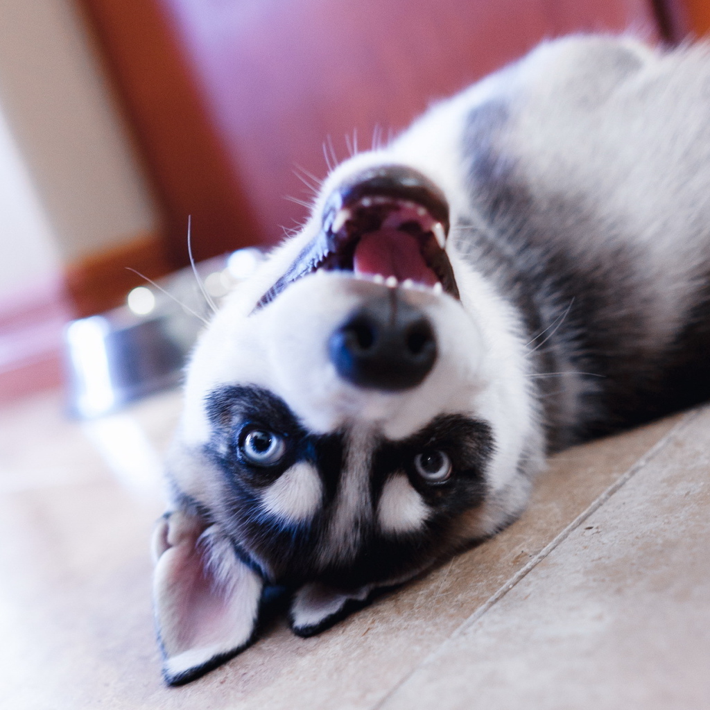 Хаски лежит на полу