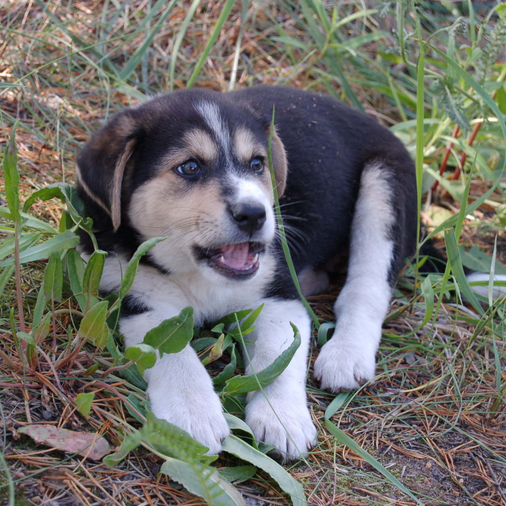 Щенок лайки в траве