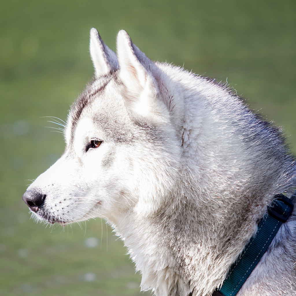 Хаски с ошейником