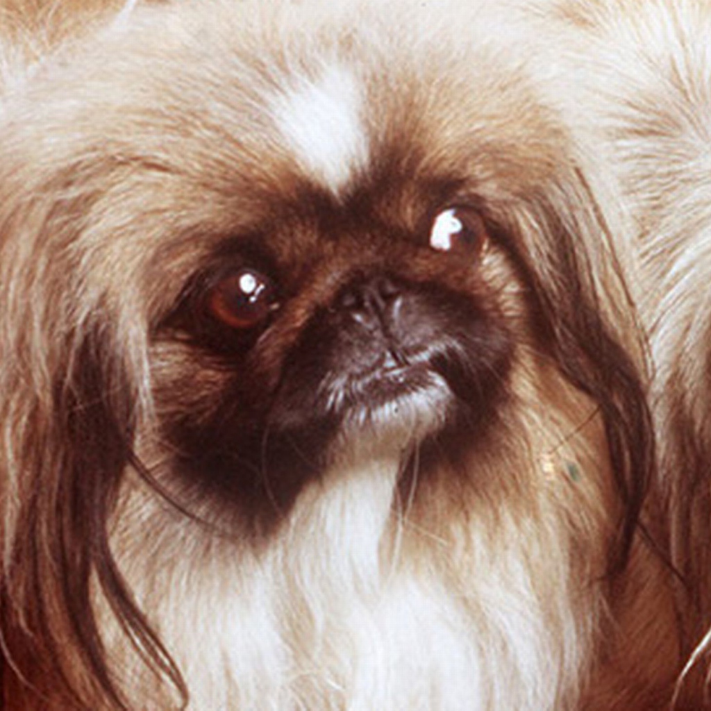 Заинтересованный взгляд пекинеса