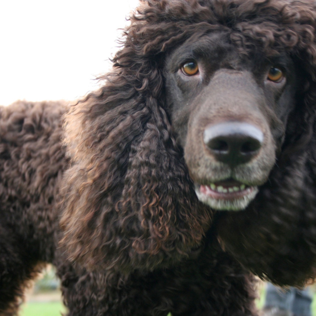 Порода ирландский водяной спаниель