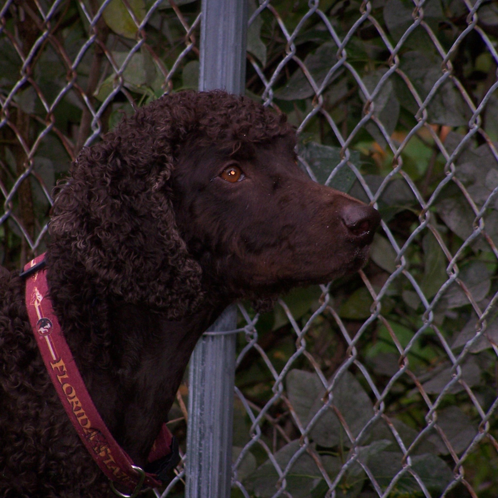 Ирландский водяной спаниель у забора