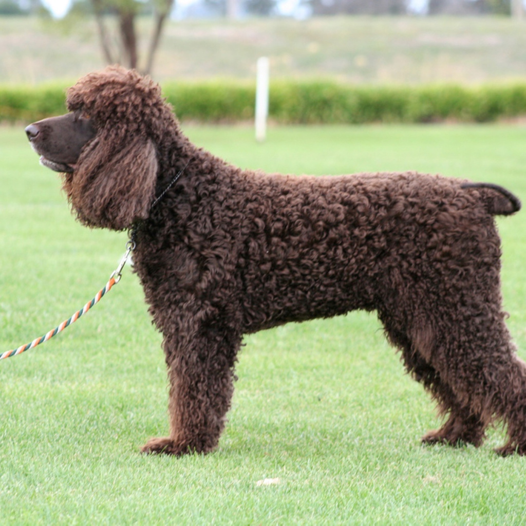 Собака ирландский водяной спаниель на поводке
