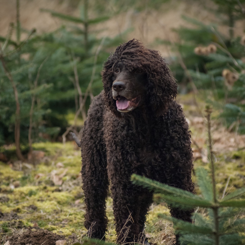 Ирландский водяной спаниель в лесу
