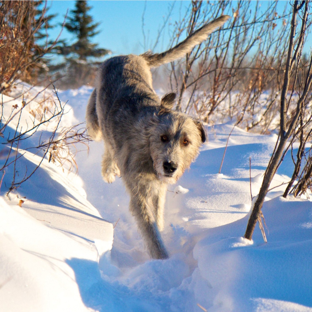 Ирландский волкодав на снегу
