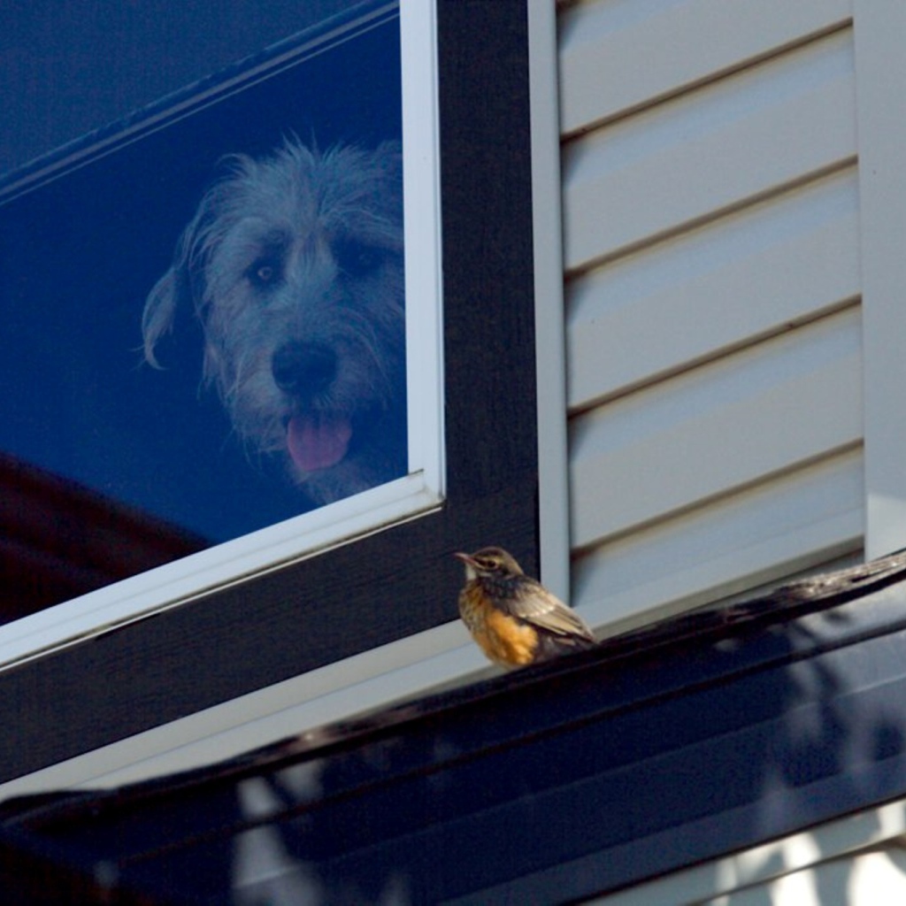 Ирландский волкодав смотрит из окна