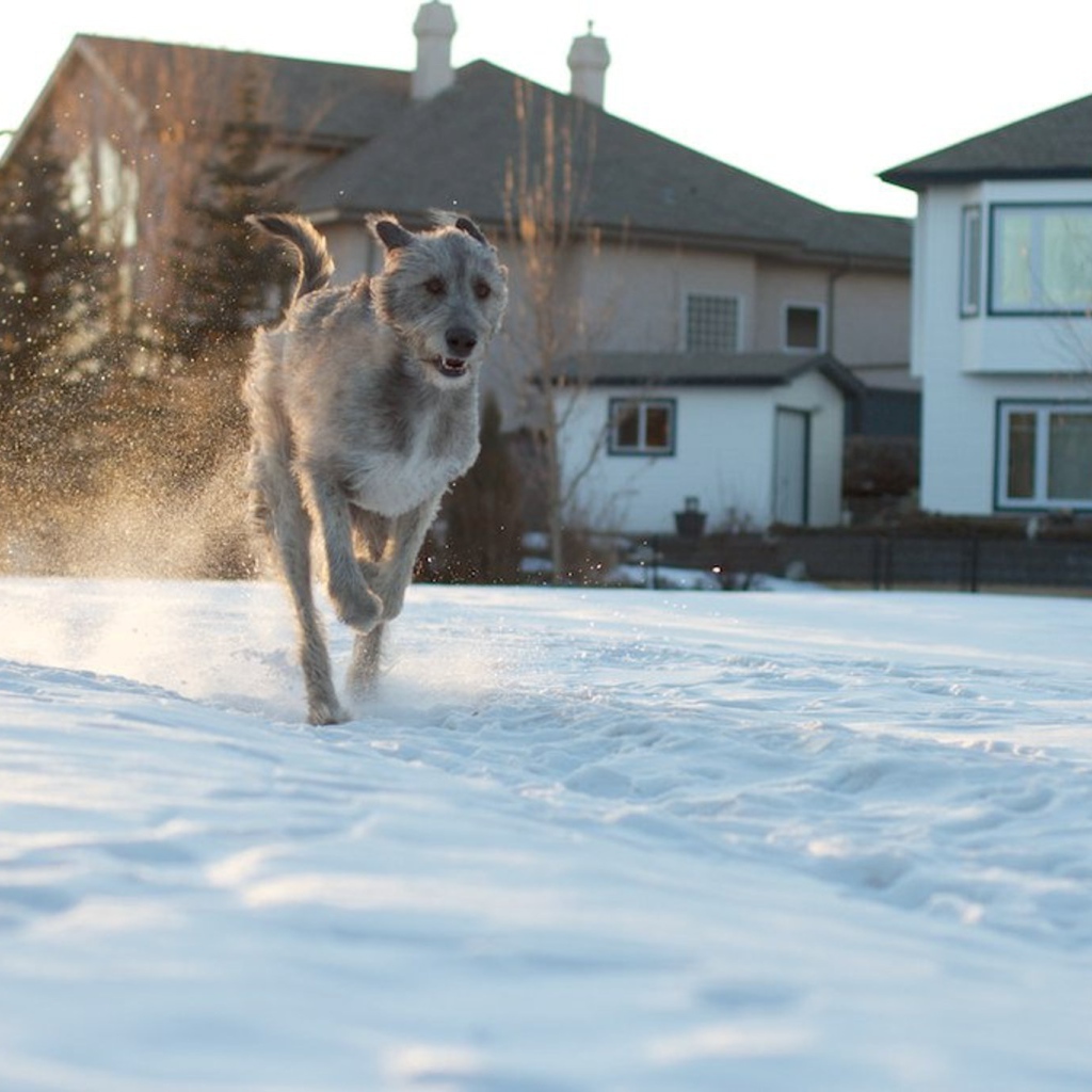 Ирландский волкодав на фоне домов