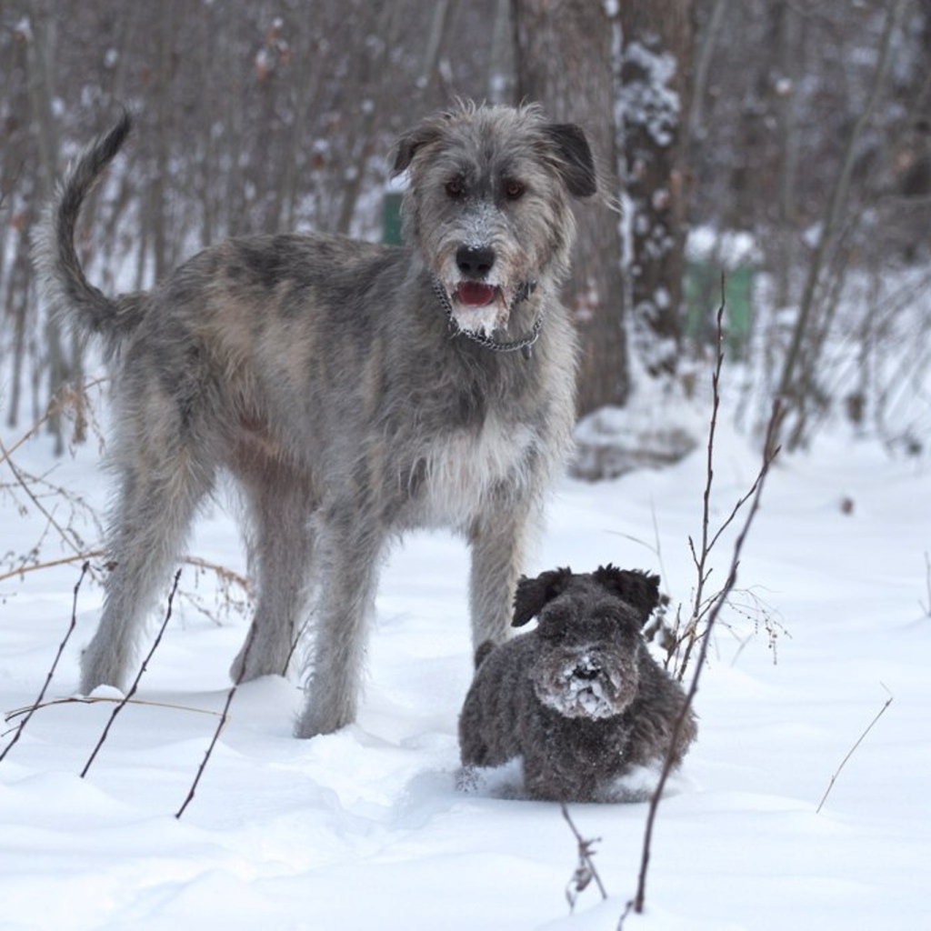 Ирландский волкодав с маленьким другом