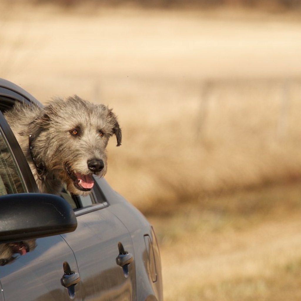 Пес ирландский волкодав смотрит в окно