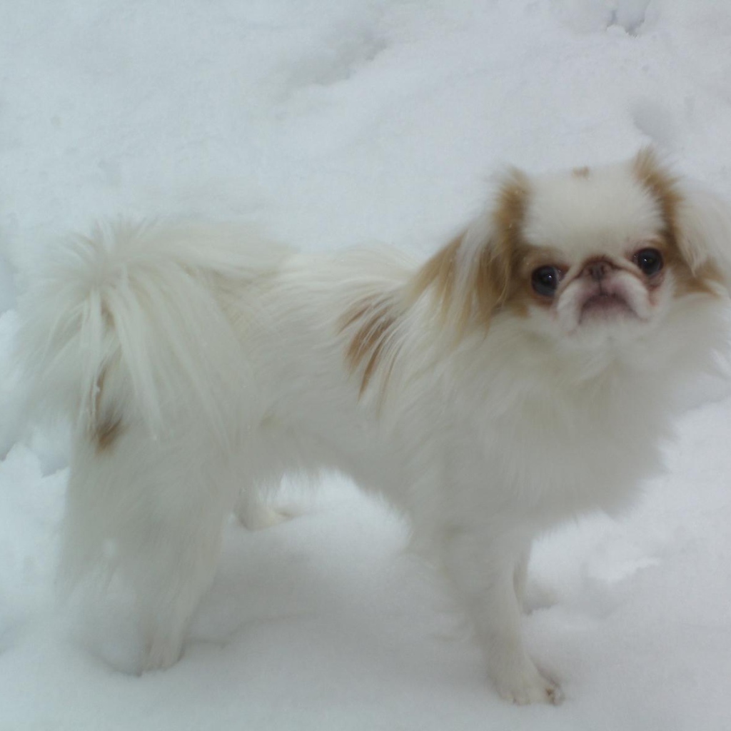 Японский хин на снегу