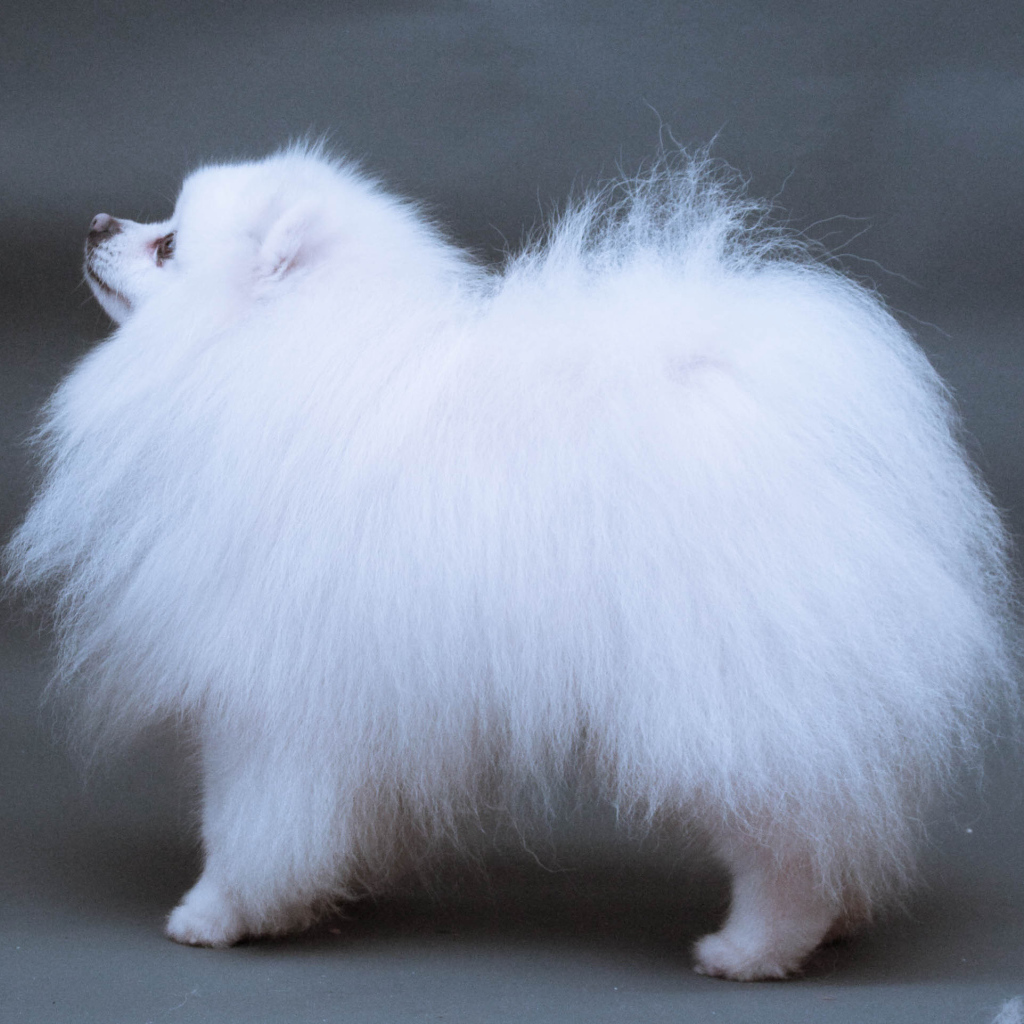 Японский шпиц позирует