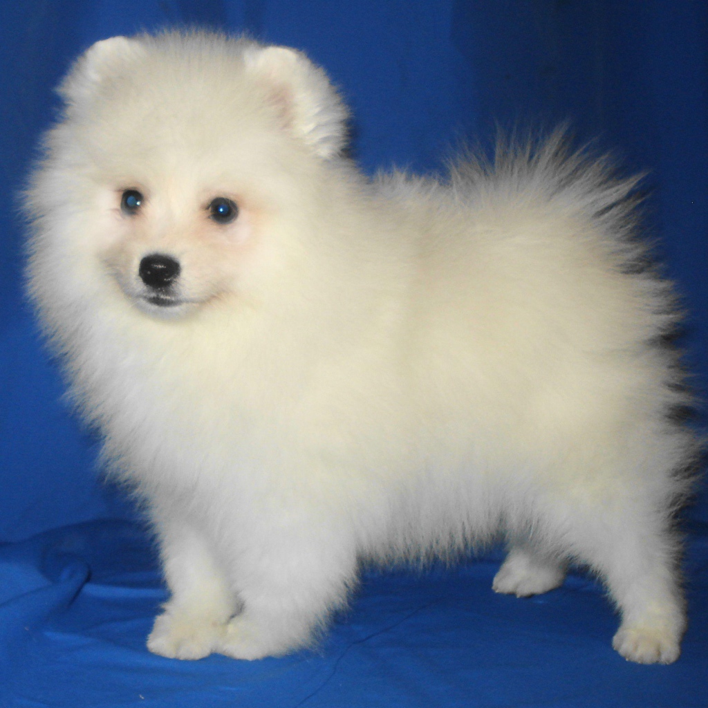 Щенок японского шпица