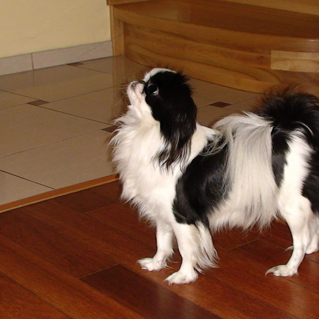 Японский хин на полу