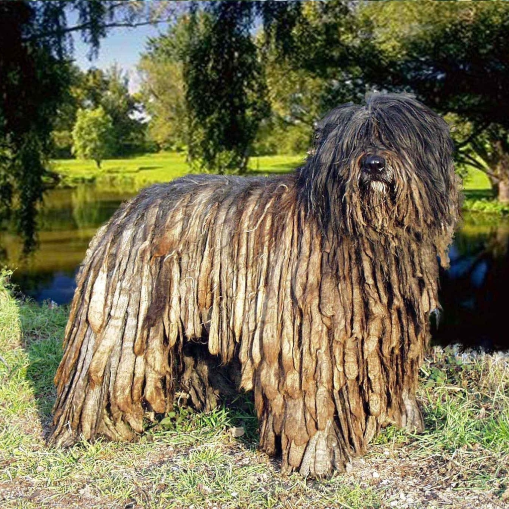 Собака комондор в парке