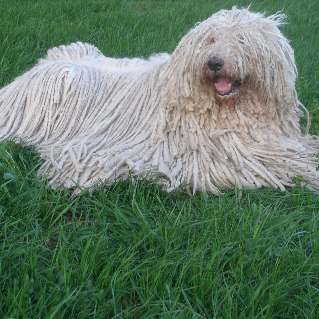 Собака с дредами комондор