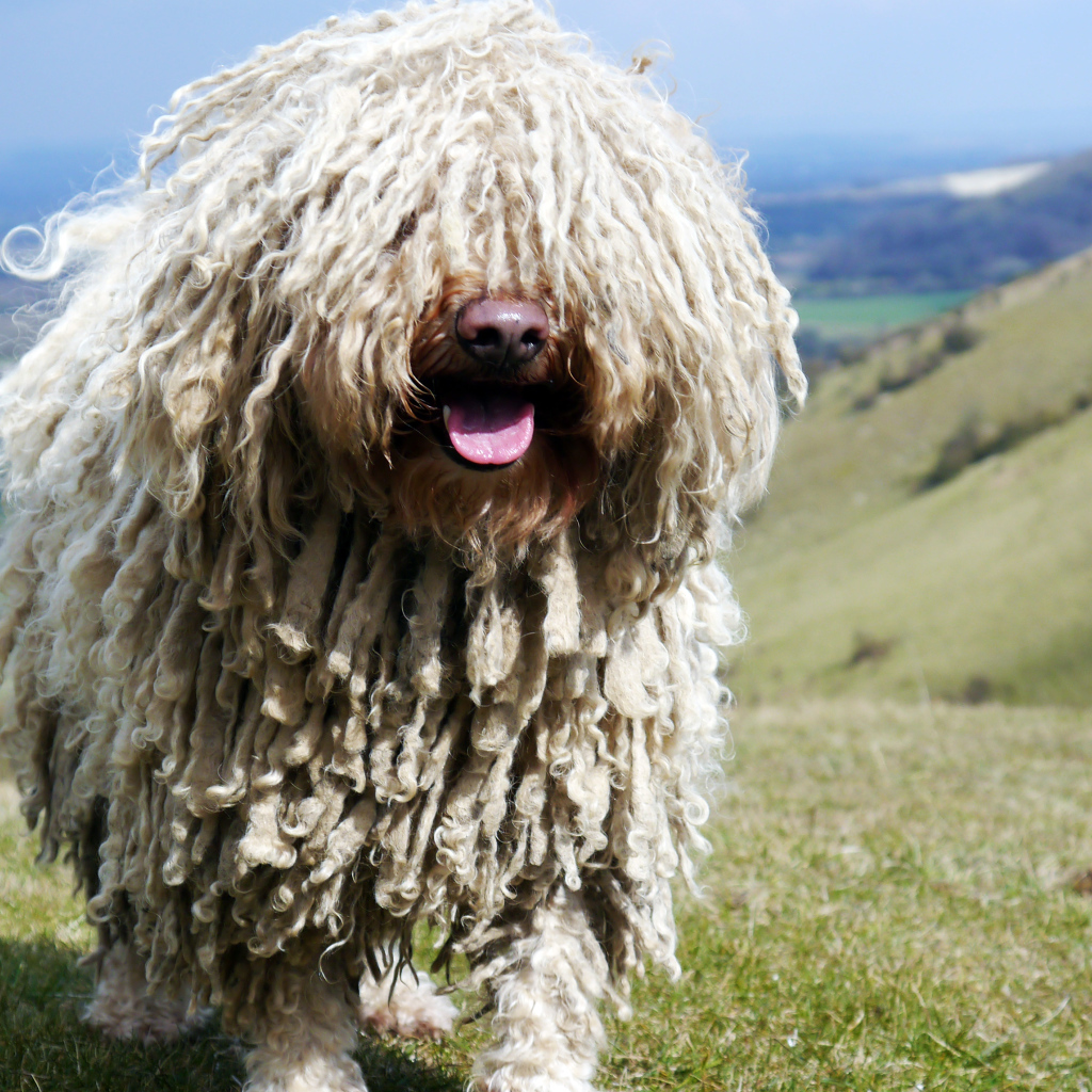 Комондор в горах