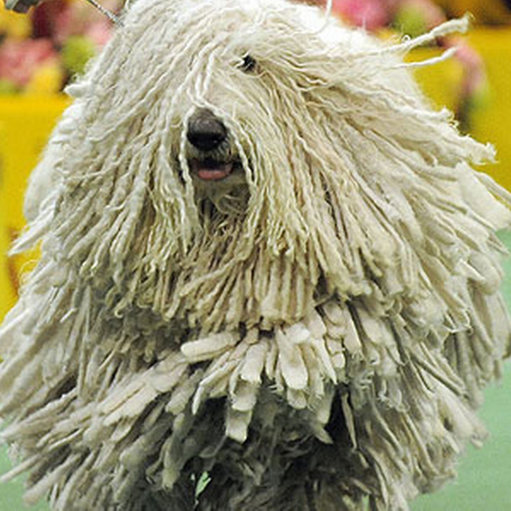 Комондор бежит навстречу