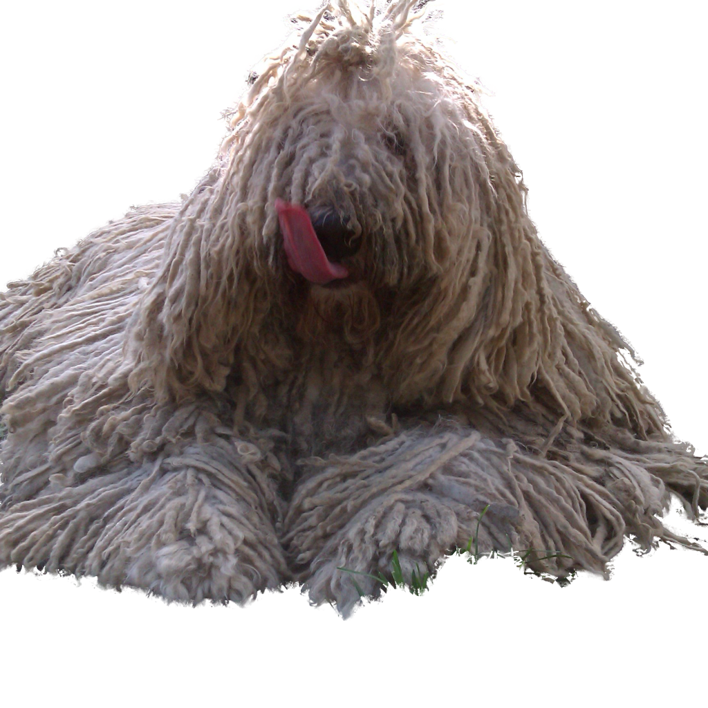 Комондор показывает язык