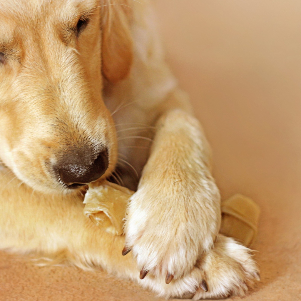 Лабрадор ест