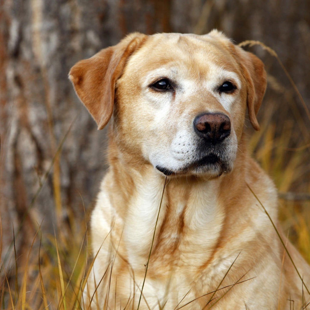 Лабрадор в лесу