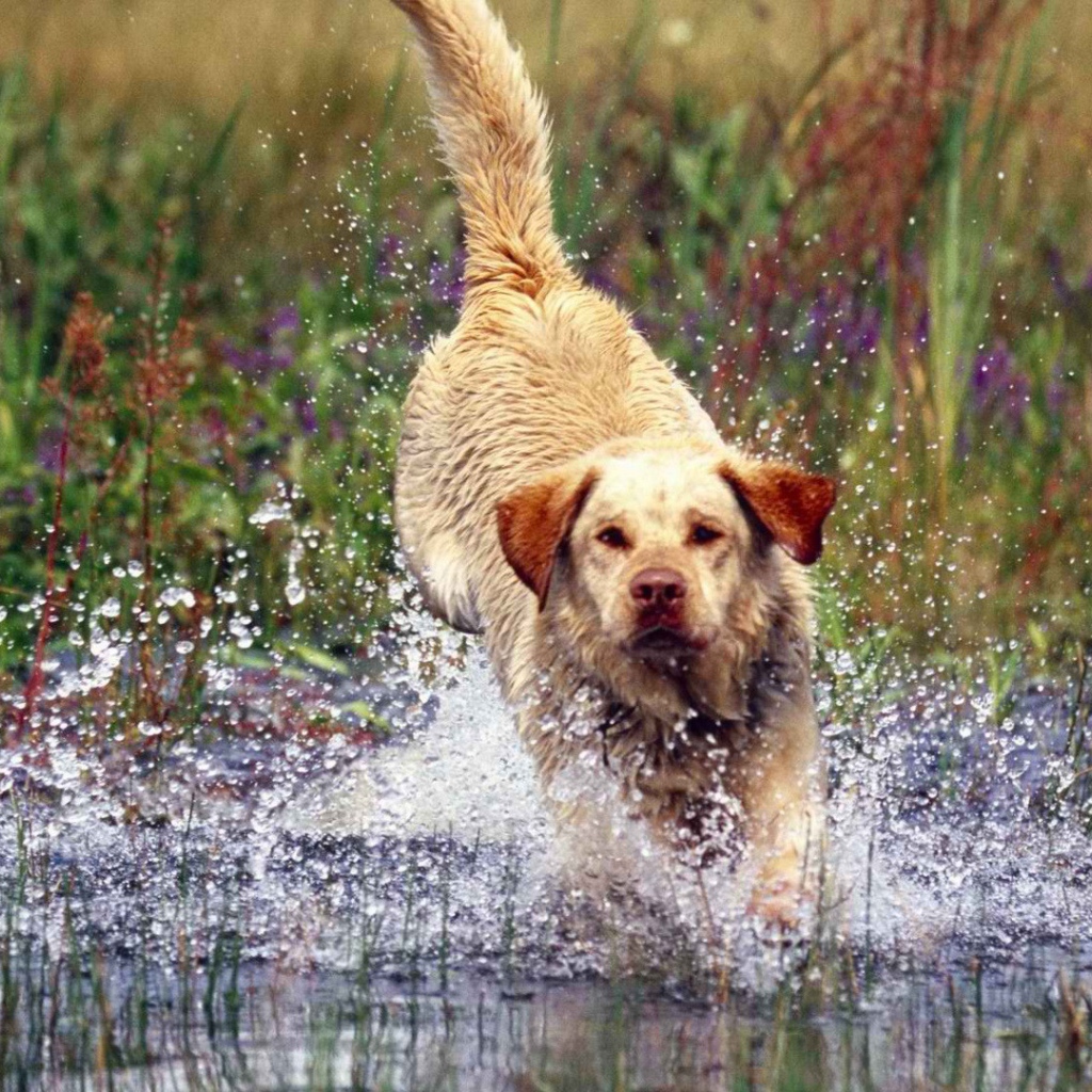 Labrador is thrown into the water