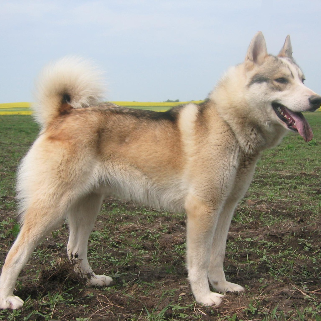 Лайка на просторе