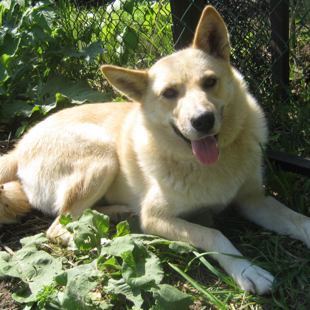 Лайка лежит у забора